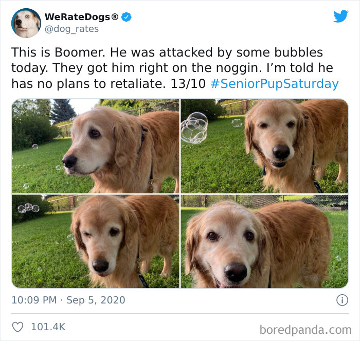 We-Rate-Dogs-Twitter