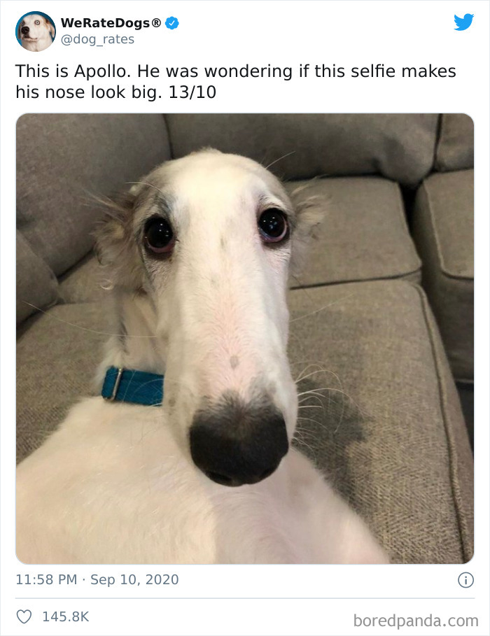 We-Rate-Dogs-Twitter