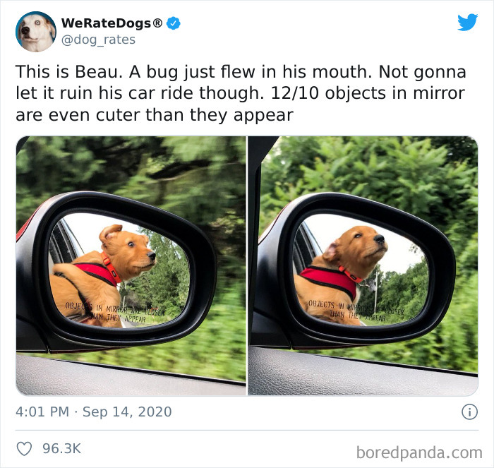 We-Rate-Dogs-Twitter