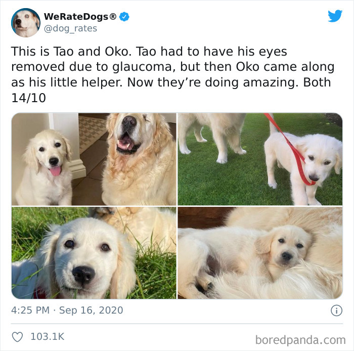 We-Rate-Dogs-Twitter