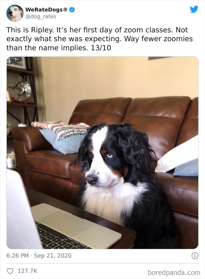 We-Rate-Dogs-Twitter