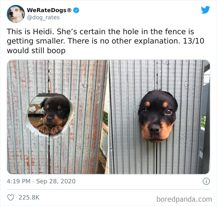 We-Rate-Dogs-Twitter