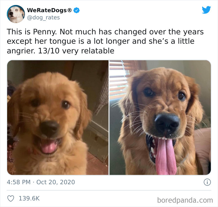 We-Rate-Dogs-Twitter