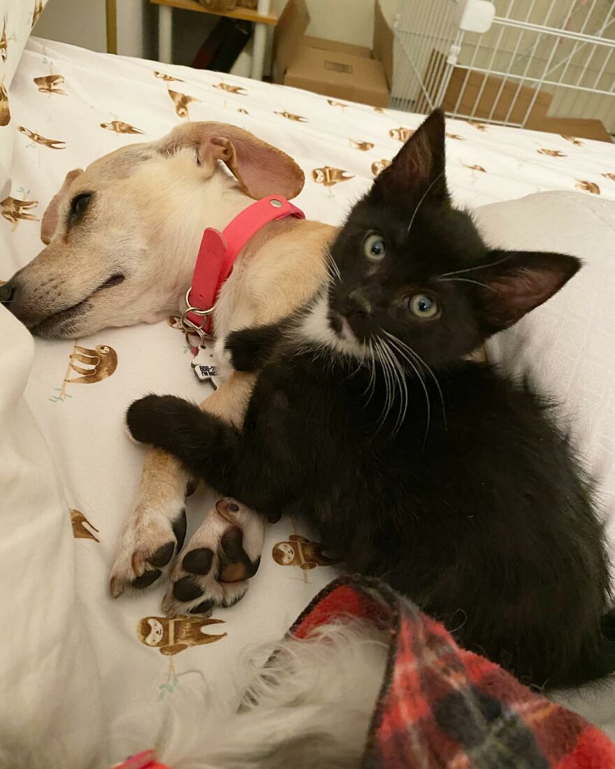 Dog Takes Shy Kittens Under Her Wing While They Build Up Courage To Interact With People Dog Takes Shy Kittens Under Her Wing While They Build Up Courage To Interact With People