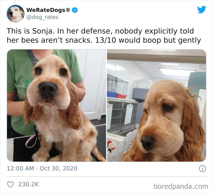 We-Rate-Dogs-Twitter