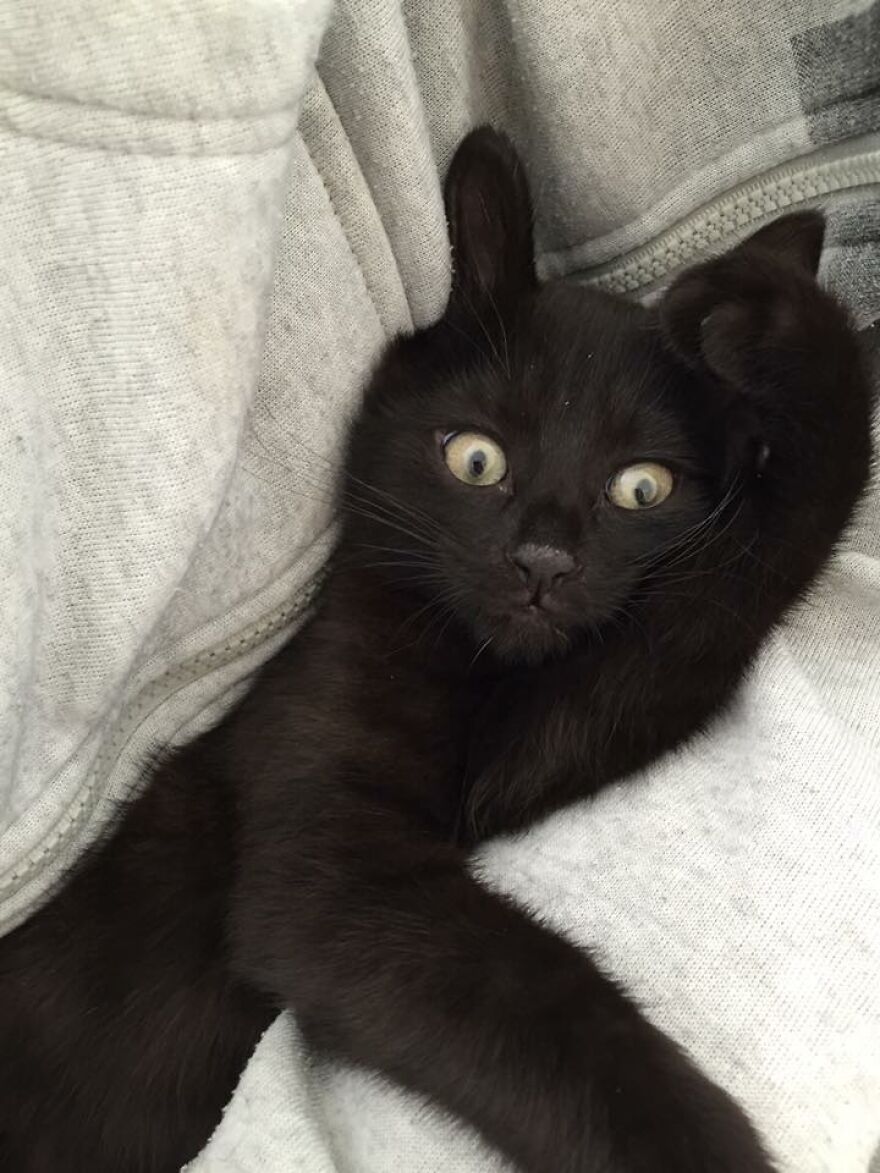 I Saved My Cat & Now She Saves Me Every Day (29 Pics) I Saved My Cat & Now She Saves Me Every Day (29 Pics)