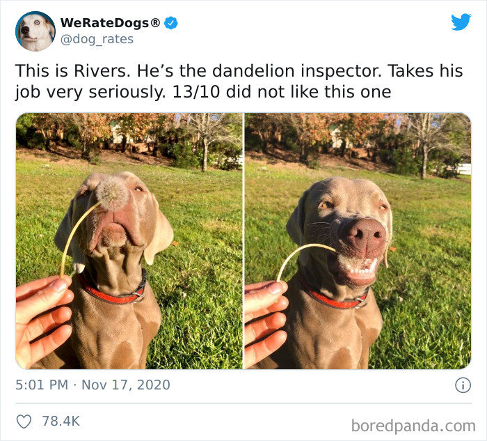We-Rate-Dogs-Twitter