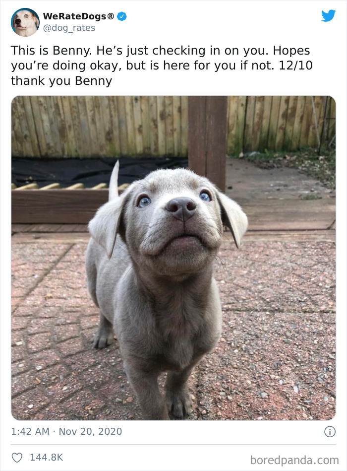 We-Rate-Dogs-Twitter