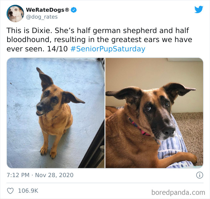 We-Rate-Dogs-Twitter