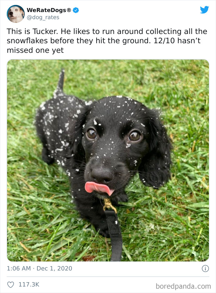 We-Rate-Dogs-Twitter