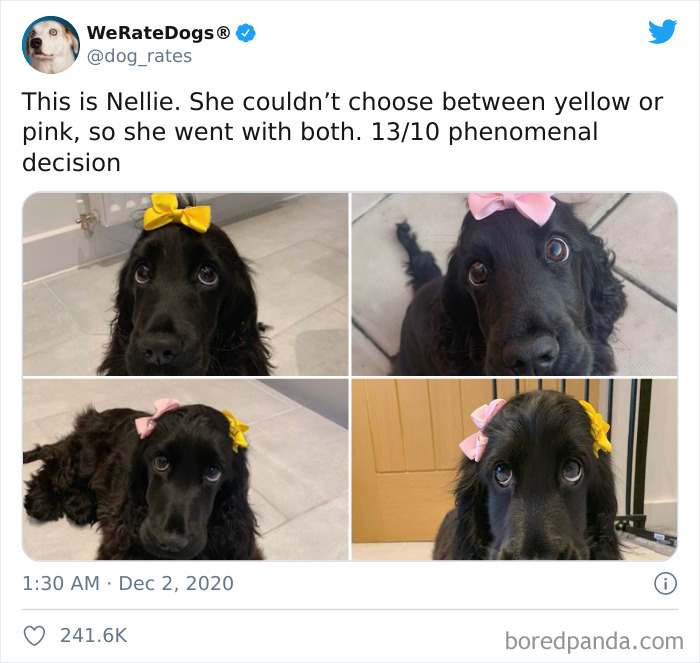 We-Rate-Dogs-Twitter