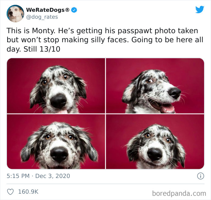 We-Rate-Dogs-Twitter