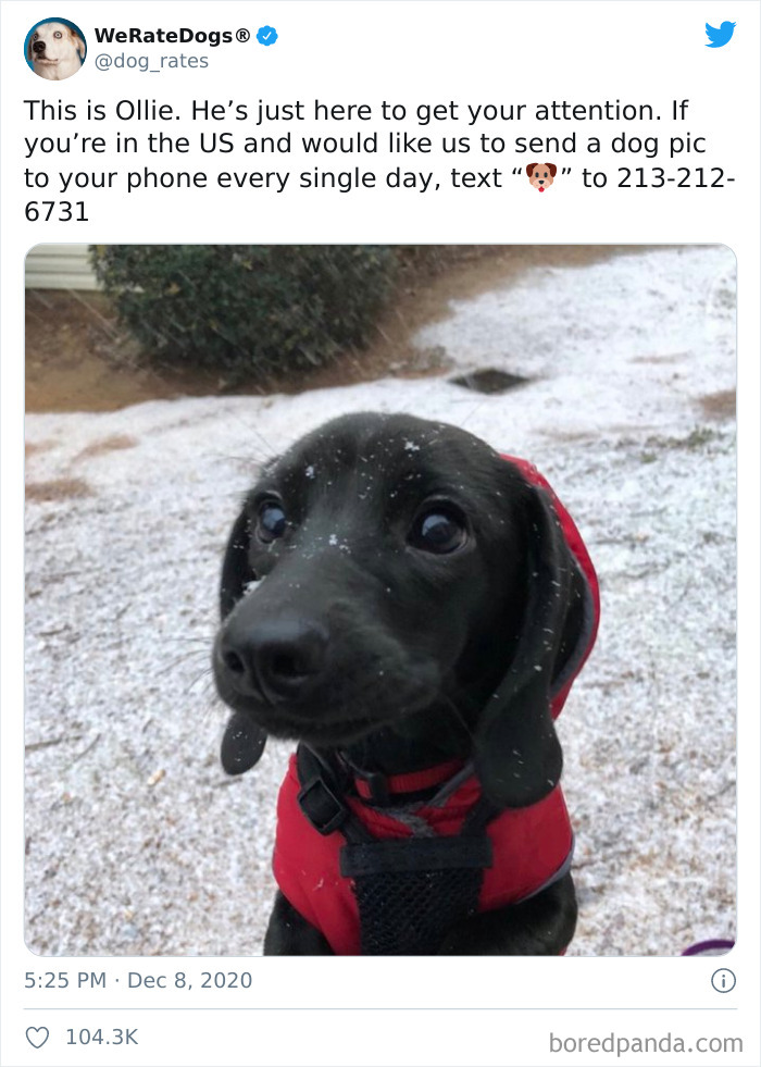 We-Rate-Dogs-Twitter