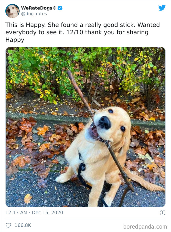 We-Rate-Dogs-Twitter