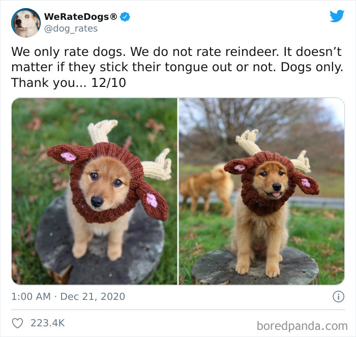 We-Rate-Dogs-Twitter