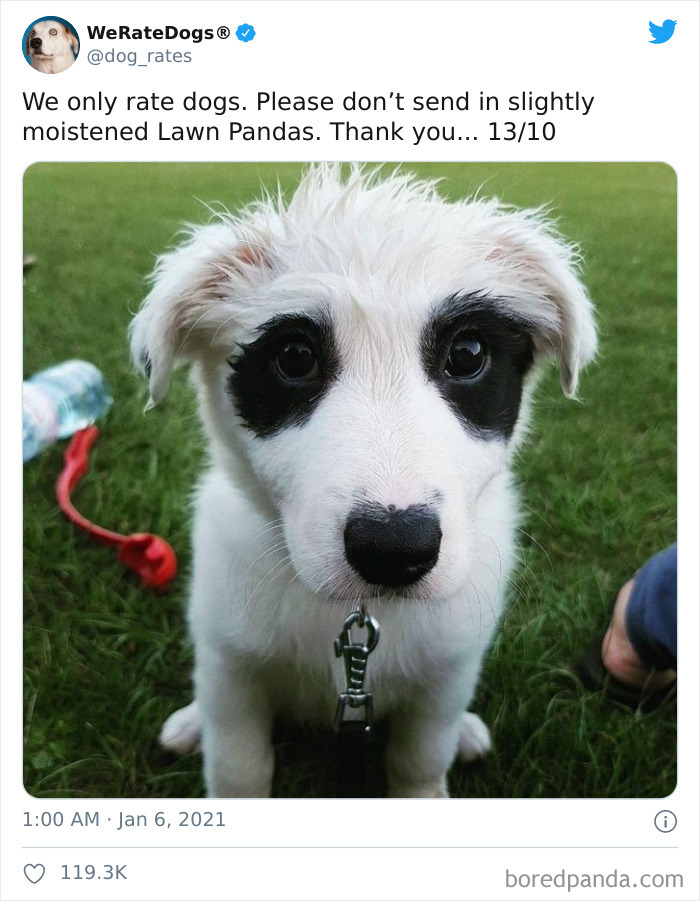 We-Rate-Dogs-Twitter