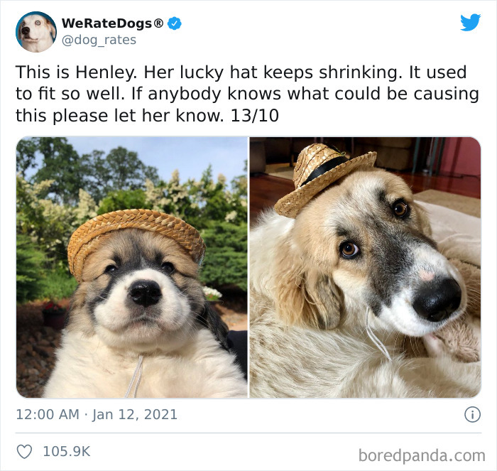 We-Rate-Dogs-Twitter
