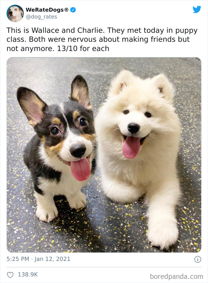 We-Rate-Dogs-Twitter