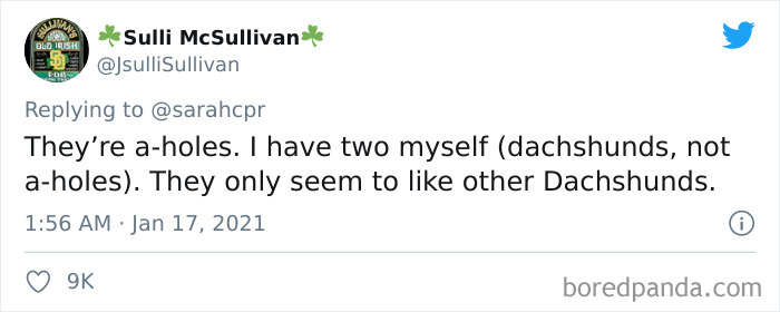 Funny-Informative-Dachshunds-Tweets