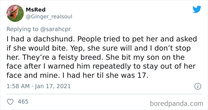 Funny-Informative-Dachshunds-Tweets