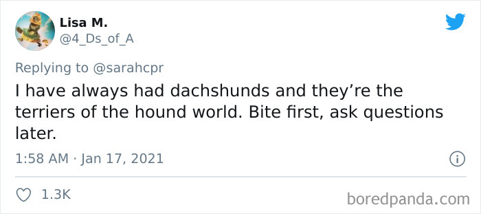 Funny-Informative-Dachshunds-Tweets