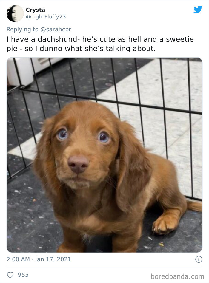 Funny-Informative-Dachshunds-Tweets