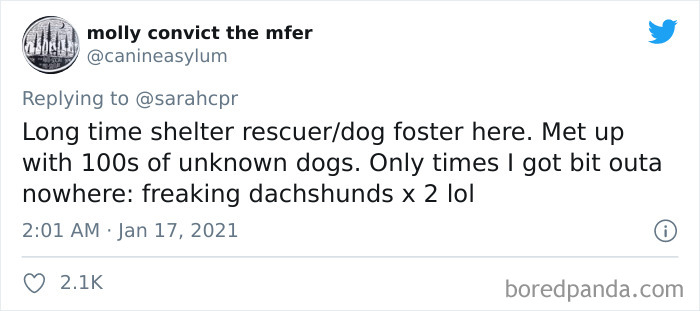 Funny-Informative-Dachshunds-Tweets