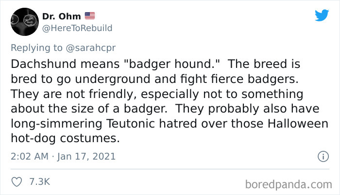 Funny-Informative-Dachshunds-Tweets