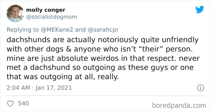 Funny-Informative-Dachshunds-Tweets