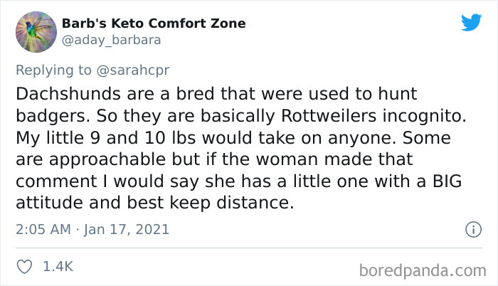 Funny-Informative-Dachshunds-Tweets