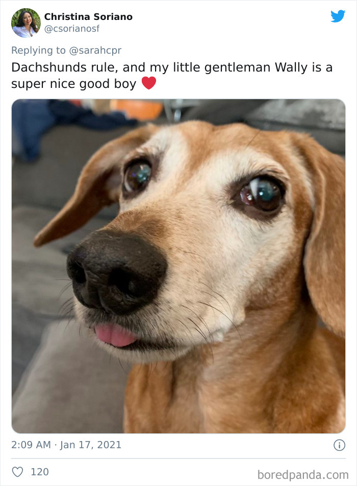 Funny-Informative-Dachshunds-Tweets