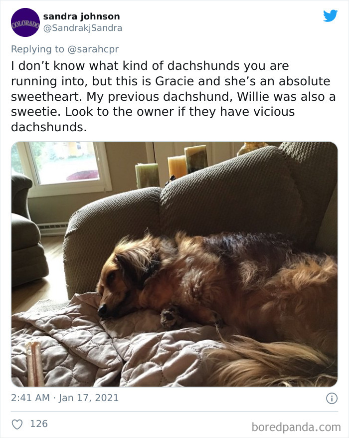 Funny-Informative-Dachshunds-Tweets
