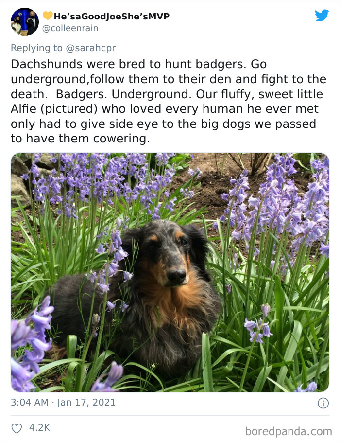Funny-Informative-Dachshunds-Tweets