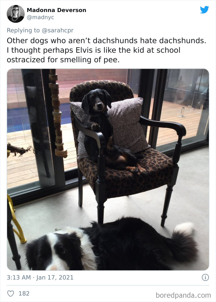 Funny-Informative-Dachshunds-Tweets