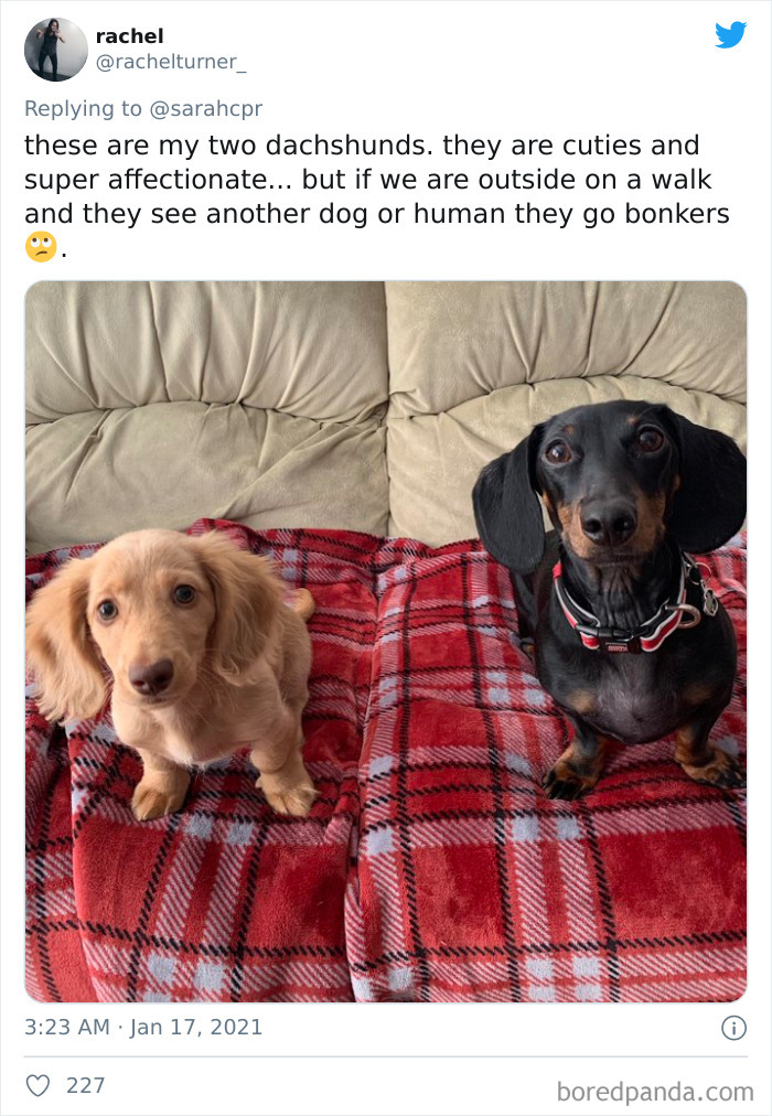 Funny-Informative-Dachshunds-Tweets
