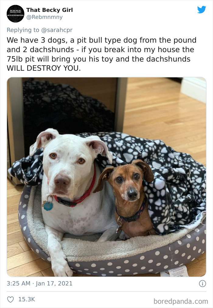 Funny-Informative-Dachshunds-Tweets