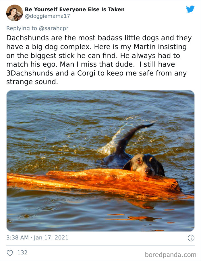 Funny-Informative-Dachshunds-Tweets
