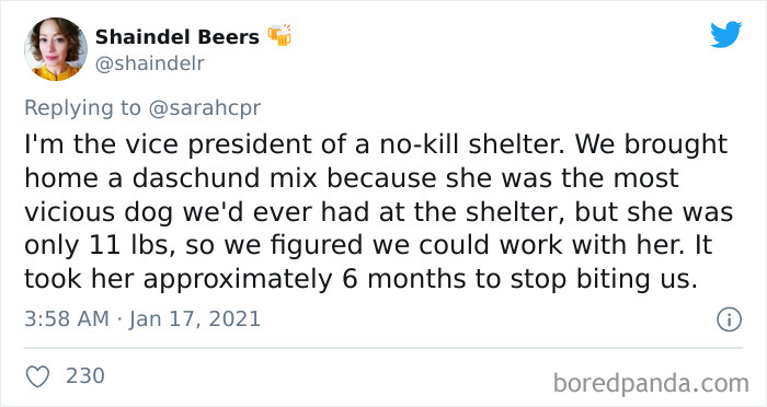 Funny-Informative-Dachshunds-Tweets