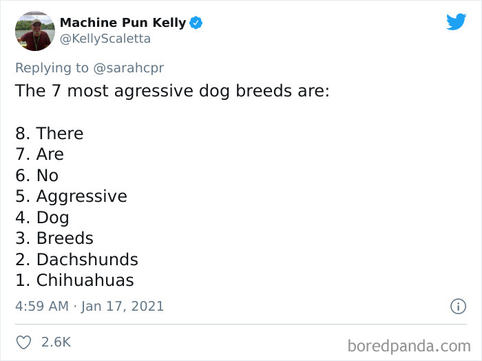 Funny-Informative-Dachshunds-Tweets