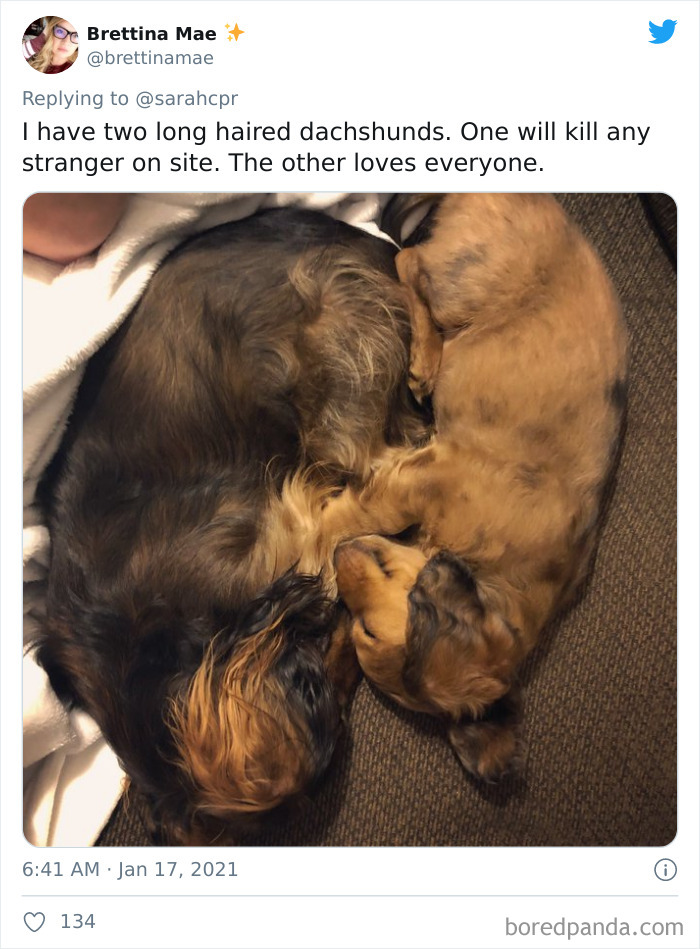 Funny-Informative-Dachshunds-Tweets