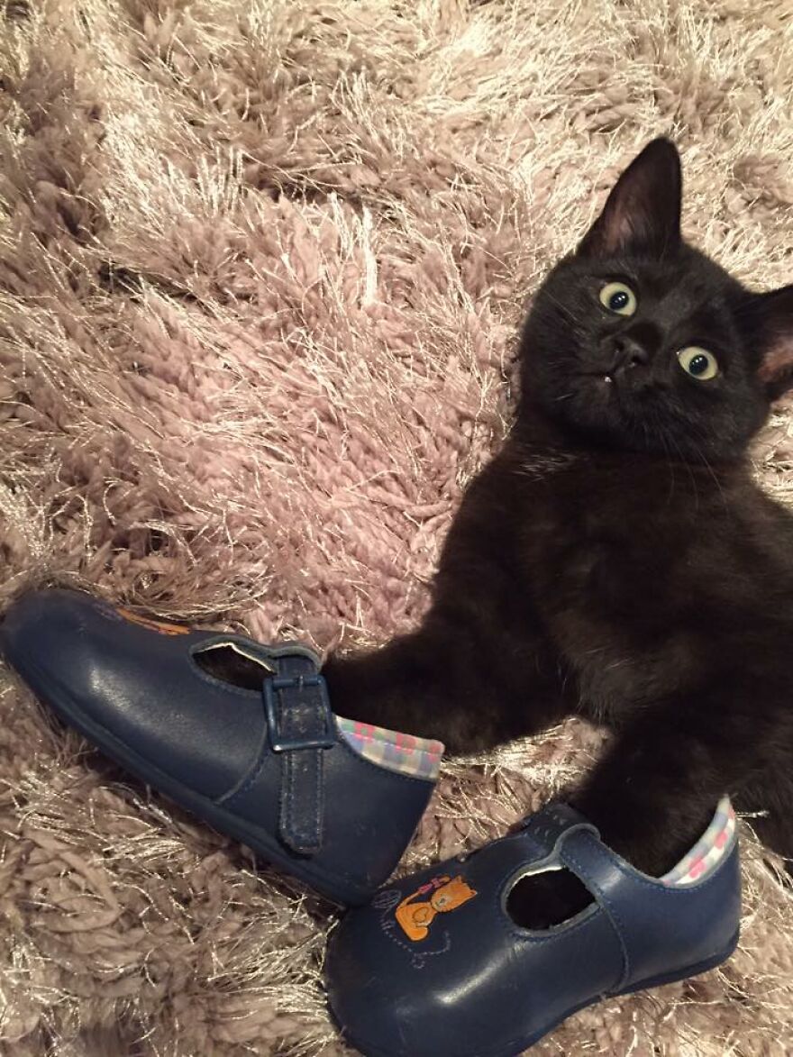 I Saved My Cat & Now She Saves Me Every Day (29 Pics)