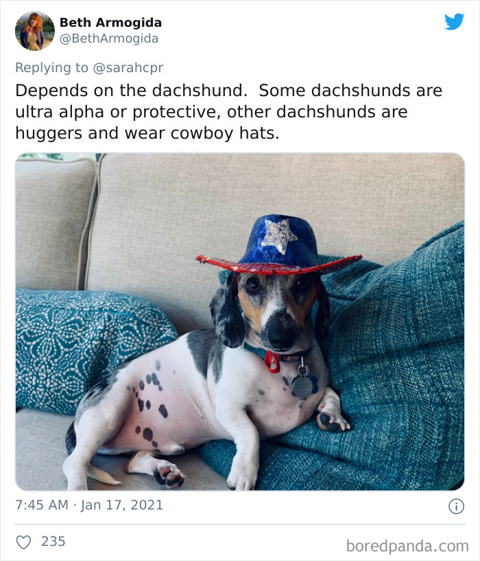 Funny-Informative-Dachshunds-Tweets