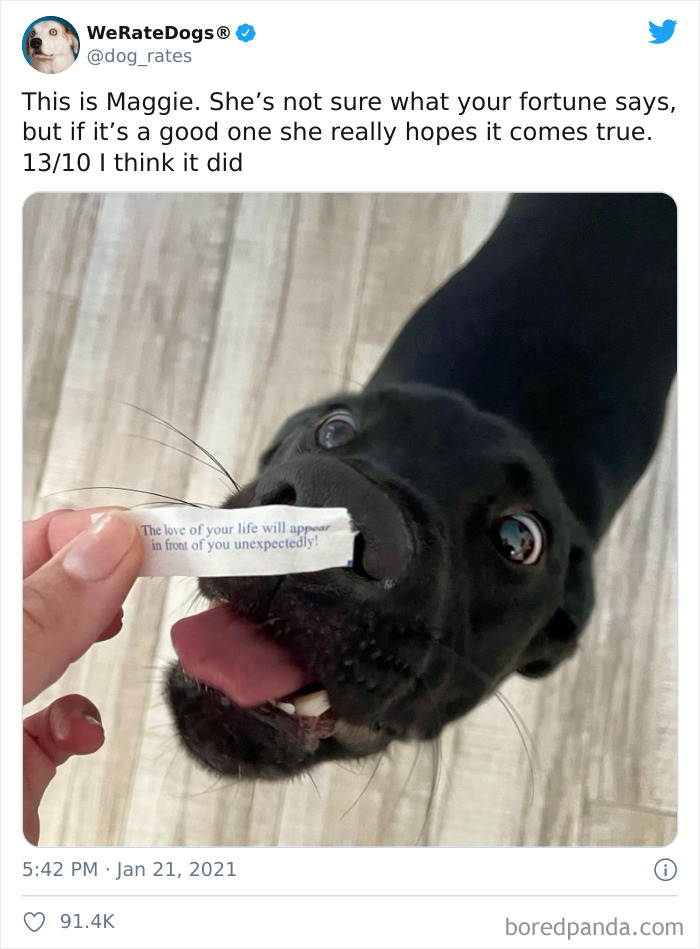 We-Rate-Dogs-Twitter