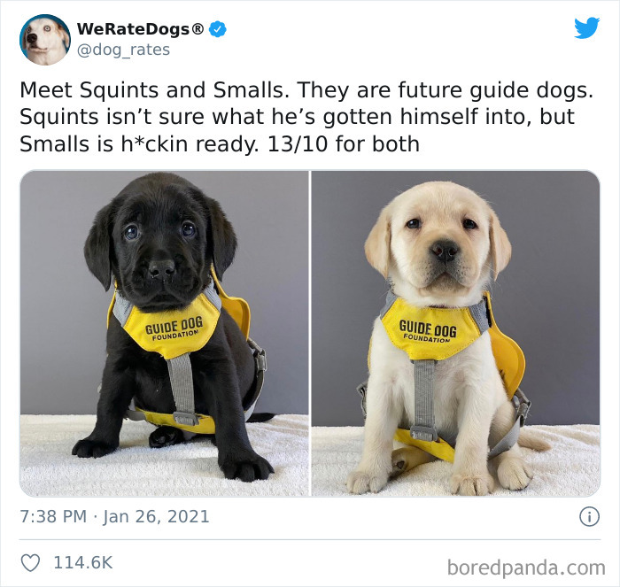 We-Rate-Dogs-Twitter