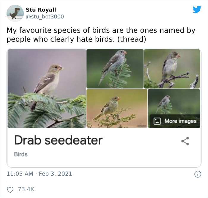 Tweet showcasing funny bird names with images, highlighting the "Drab seedeater."