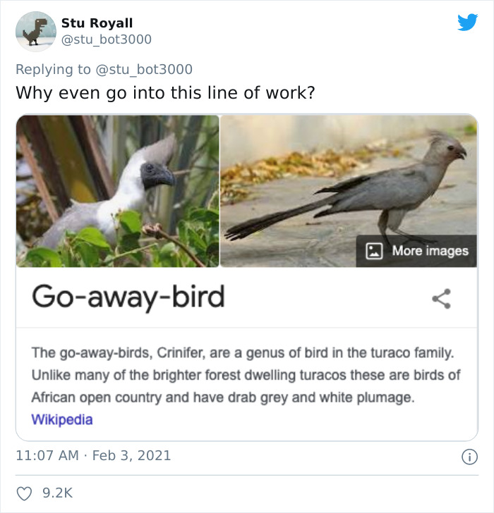Go-away-bird meme highlighting funny bird names with sarcastic remark about its peculiar choice of profession.