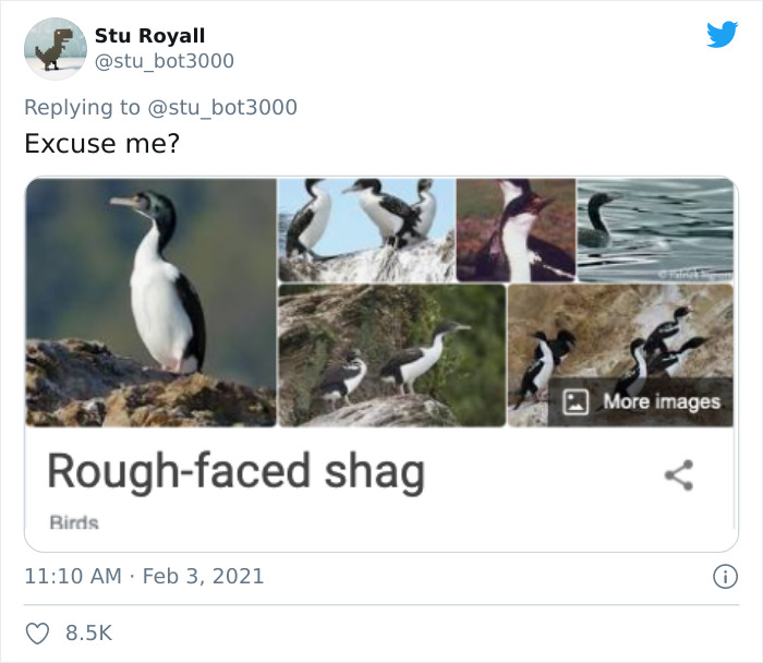 "Collage of birds labeled 'Rough-faced s**g' humorously highlighted in a tweet."