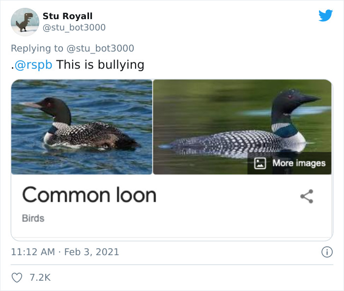 Two images of a common loon with tweet caption humorously critiquing bird names.