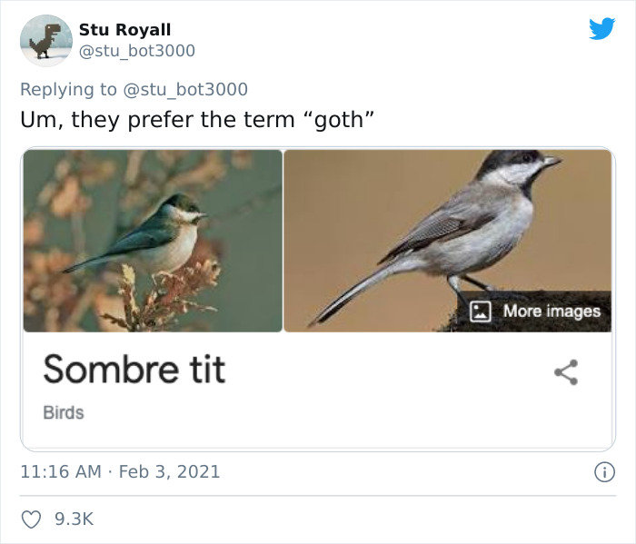 Funny bird names meme with images of a sombre tit, humorously labeled as "goth."