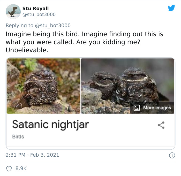 Two images of a bird with text "Satanic nightjar", showcasing funny bird names.